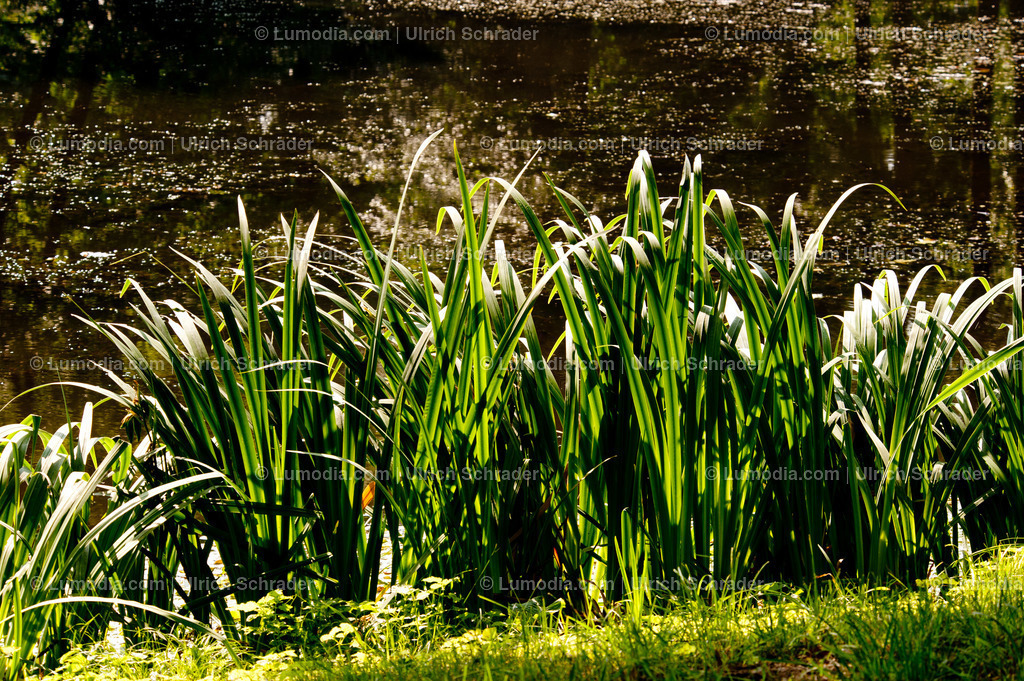 100494-4271 - Schlosspark Krumke | Stockfoto und Bilderpool mit Bildmaterial aus Deutschland, dem Harz, Halberstadt, Quedlinburg, Wernigerode und weltweit. Qualitativ hochwertige und professionelle Fotos anschauen und kaufen. - Realisiert mit Pictrs.com