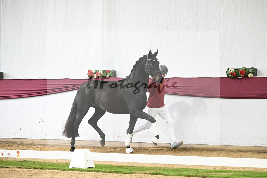 Kat-Nr. 112 Fynch Hatton x Damon Hill_Sibille Hachtel_47253368 | hf-fotografie - Realisiert mit Pictrs.com