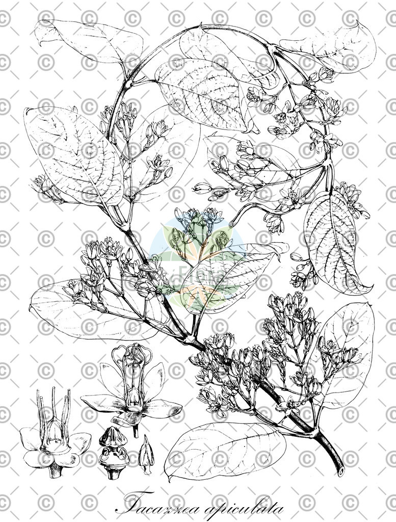 HistAbb_wfo-0000320206_1_ENZY_Simple | Historische Abbildung von Tacazzea apiculata - Apocynaceae | Historical Illustration of Tacazzea apiculata - Apocynaceae