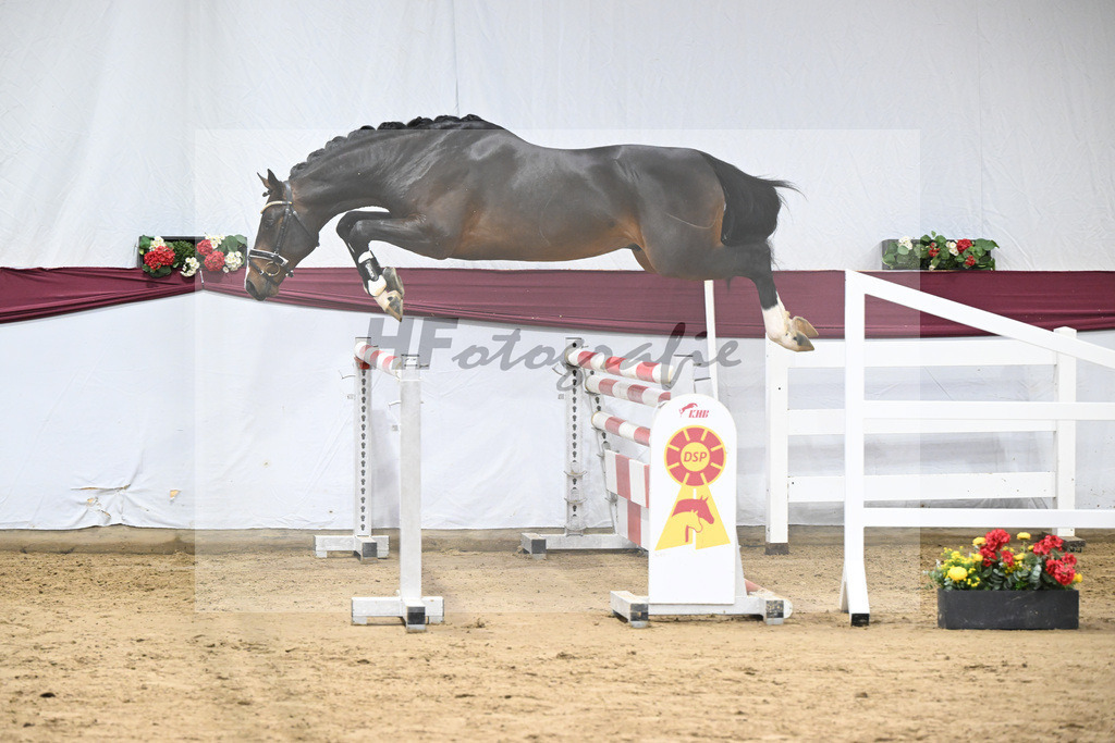 Kat-Nr. 100 Million Dollar x Diarado_ZG Schuster u. Schmid-Zemann_47253248 | hf-fotografie - Realisiert mit Pictrs.com