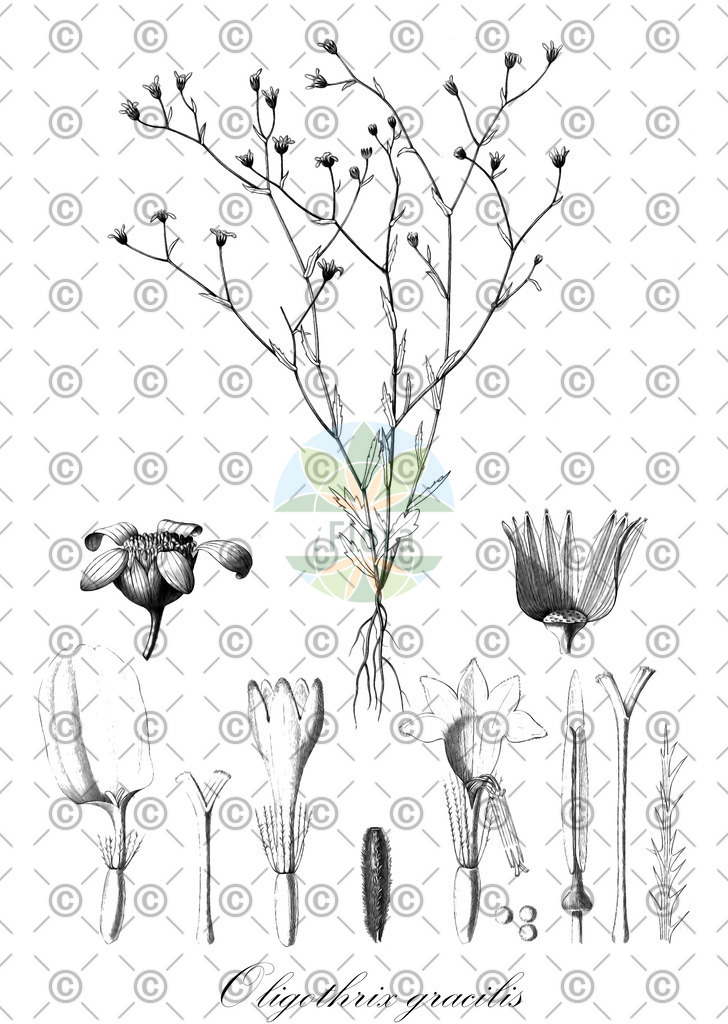 HistAbb_wfo-0000386622_1_ENZY_Simple | Historische Abbildung von Oligothrix gracilis - Asteraceae | Historical Illustration of Oligothrix gracilis - Asteraceae