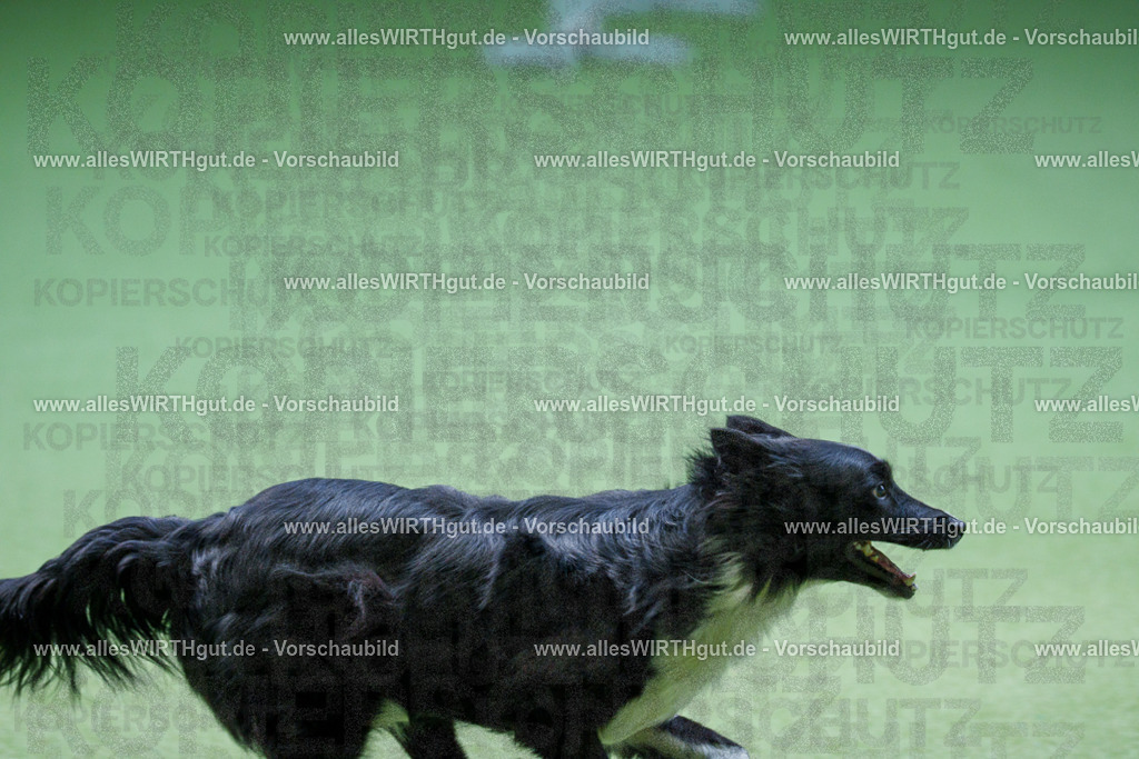 @allesWIRTHgut_Tierfotografie - www.allesWIRTHgut.de - 2604251211-7R501000 | Professionelle Tierfotografie in Mönchengladbach von Daniel Wirth (allesWIRTHgut). Liebevolle & natürliche Bilder von Hunden & Katzen für unvergessliche Erinnerungen.