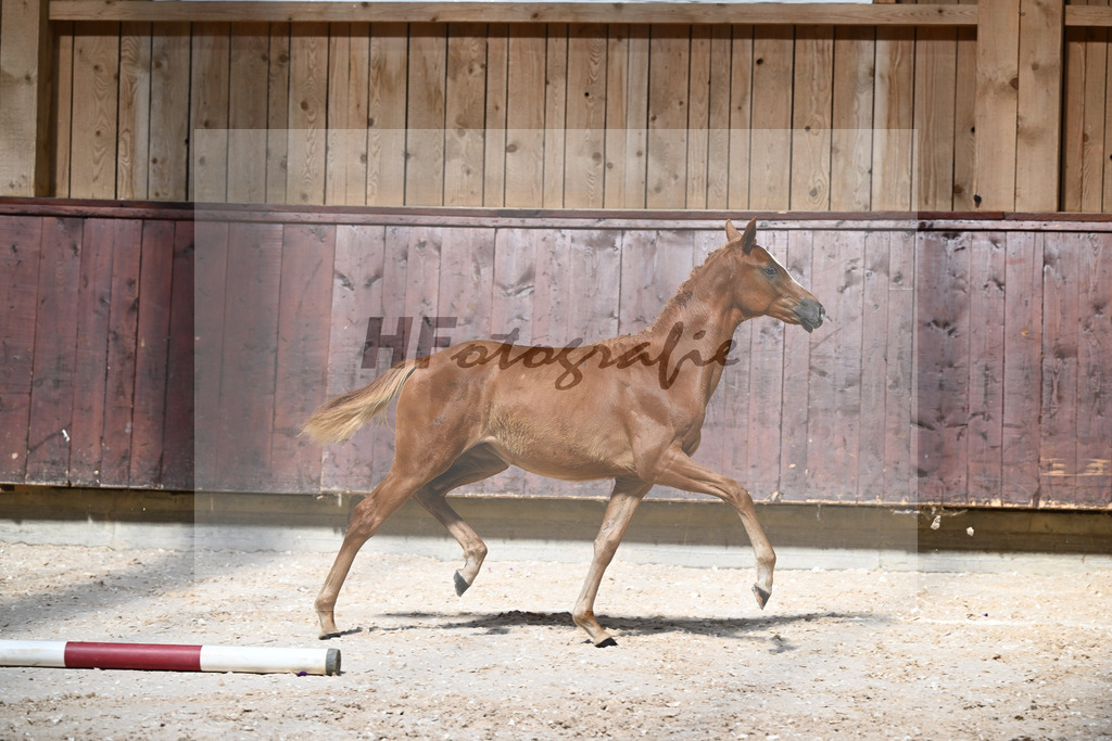 Kat-Nr. 2 SF Opoque x Faustinus_Dobner_32240049 | hf-fotografie - Realisiert mit Pictrs.com