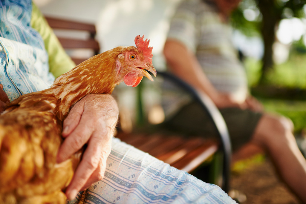 Baeuerin Berta mit Huhn | Rohrbrunn, Austria - July 21, 2015: Baeuerin Berta, auf der Schoss ein Huhn haltend, mit Sohn auf der Holzbank vor dem Haus sitzend. - Realisiert mit Pictrs.com