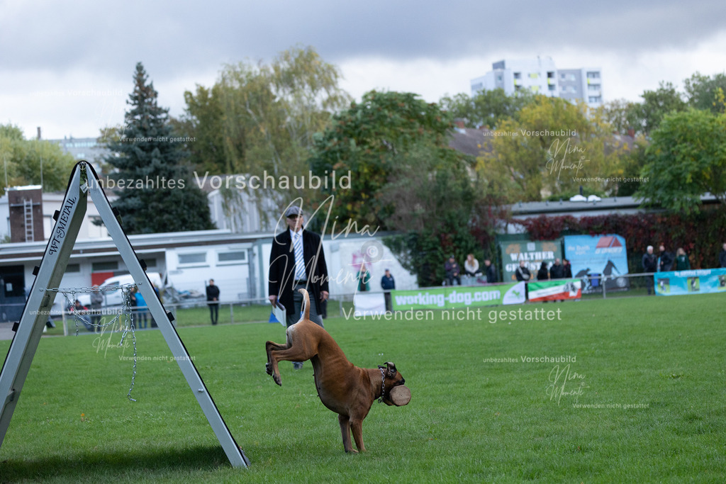 _16A4773 | Einzigartige Fotos von Hunden & Menschen –Actionfotos, Portraits, Vereinsaufnahmen & Paarshootings – authentisch, lebendig & mit Herz.