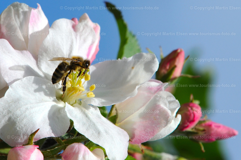 Biene_ELS_262812516d | Altes Land - Aufnahmedatum: 02.05.2010, Aufnahmehöhe:  m, Koordinaten:  - , Bildgröße: 4256 x  2832 Pixel - Copyright 2010 by Martin Elsen, Kontakt: Tel.: +49 157 74581206, E-Mail: info@schoenes-foto.deSchlagwörter: - Realisiert mit Pictrs.com