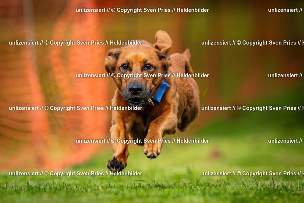 Sven Pries | 2024-09-22 - Hunderennen Baden-BadenPudelverein - Realisiert mit Pictrs.com