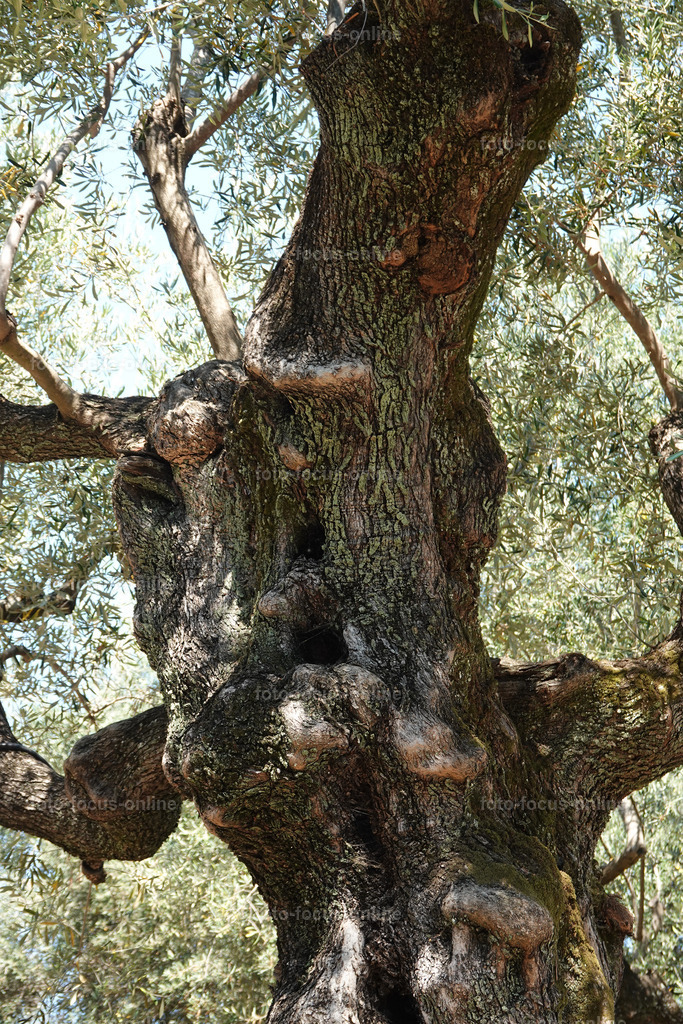 Stories of the Ancient Olive Trees | Ancient Olive Trees