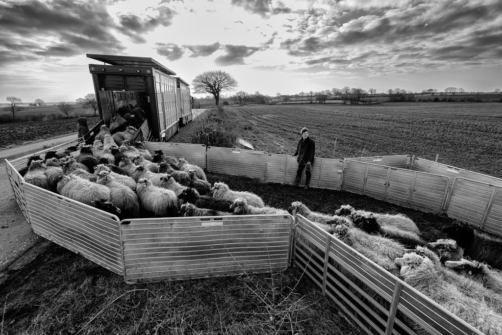 wanderschaefereien-schleswig-holstein-016 | In der kalten Jahreszeit überwintern die Tiere von Uta Wree auf Flächen rund um die Schlei. Im April verlädt Uta Wree die Hälfte der Herde und lässt sie per LKW nach Sylt transportieren. - Realisiert mit Pictrs.com