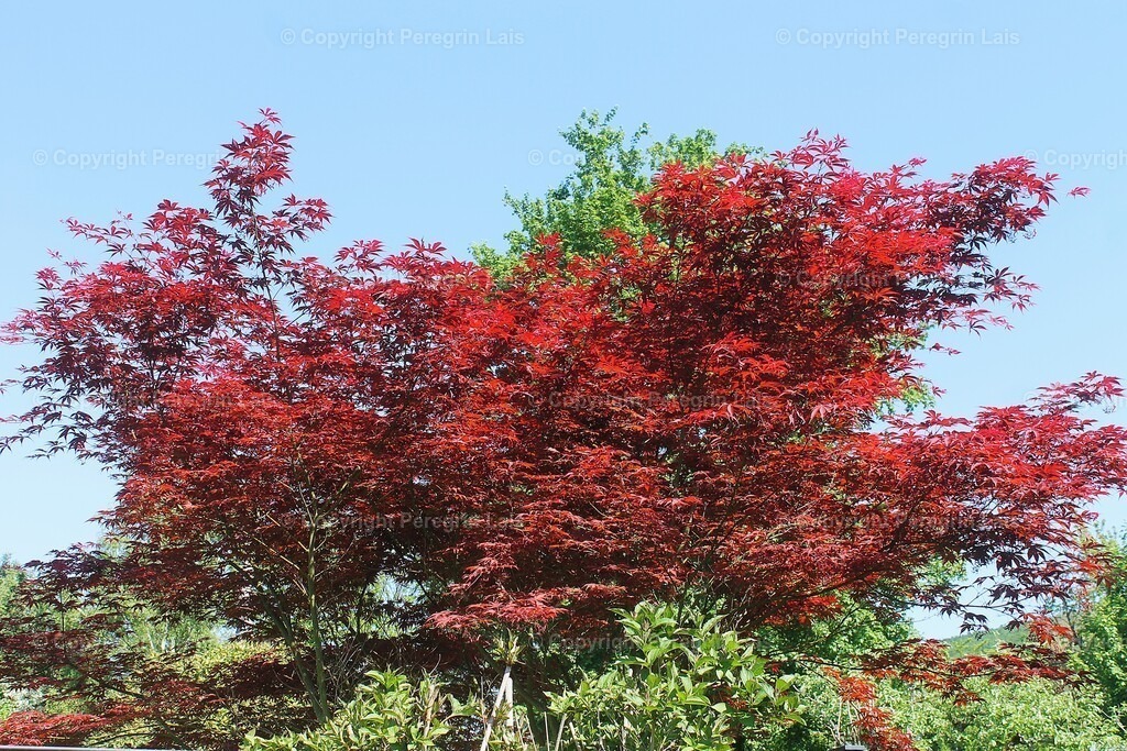 IMG_2925 | Fotografiert von Peregrin Lais. Bilder anschauen, 
Formate auswählen und bestellen. - Realisiert mit Pictrs.com