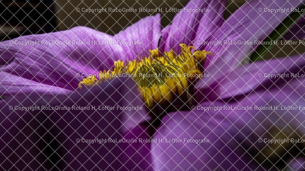 20251115-RLOL8355 | IPTC Infos - Realisiert mit Pictrs.com