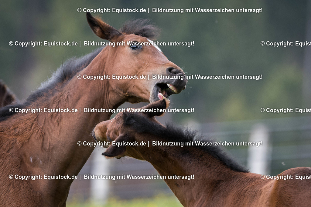 20170511_Fohlen_0064 | Foto: Thomas Hartig