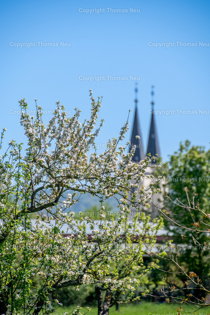 Streuobstwiese-Bensheim-Schwanheim-evangelische-Kirche-Kreis-Bergstrasse-Fotografie-Thomas-Neu_6 | Blühende Obstbäume und saftig grüne Wiesen vor der markanten evangelischen Kirche von Schwanheim, einem Stadtteil von Bensheim an der hessischen Bergstraße. Frühlingslandschaft unter klarem blauem Himmel mit Blick auf die charakteristischen Kirchturmspitzen.,Bild: THomas Neu