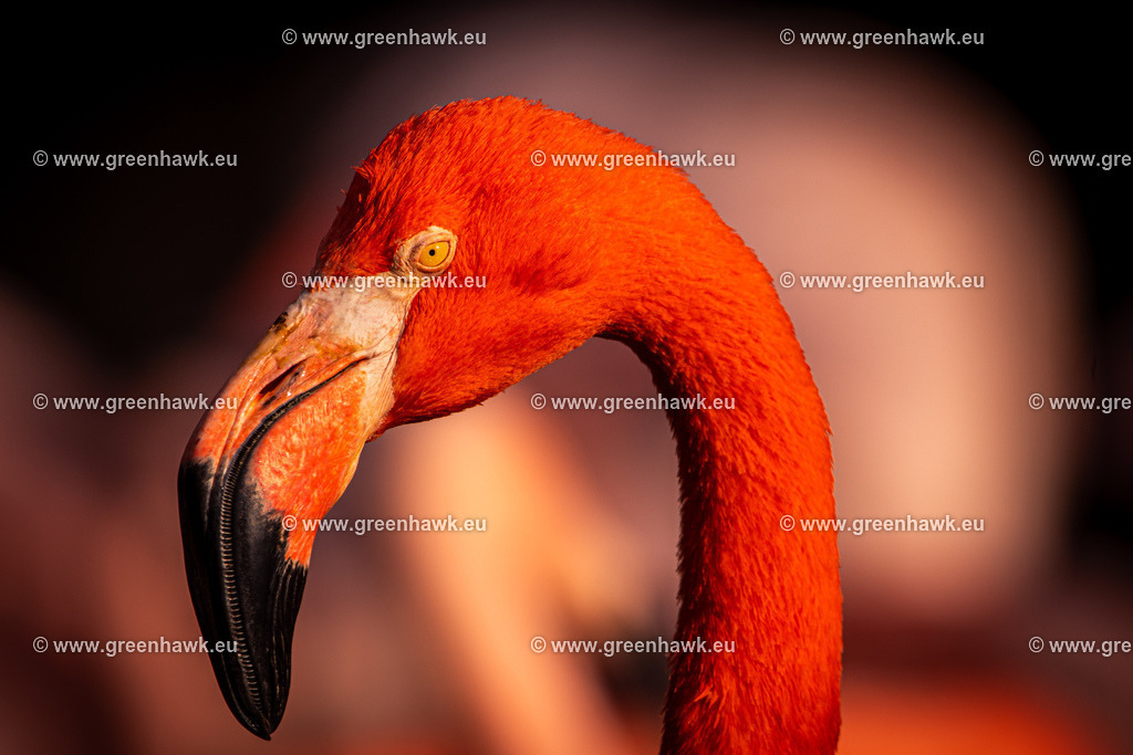 IMG_8513 | Greenhawks Bilder Shop für Landschaften, Urban, Tiere und weiteres als Poster Leinwand oder Fotogeschenk für Ostern Weihnachten oder Geburtstag  - Realisiert mit Pictrs.com