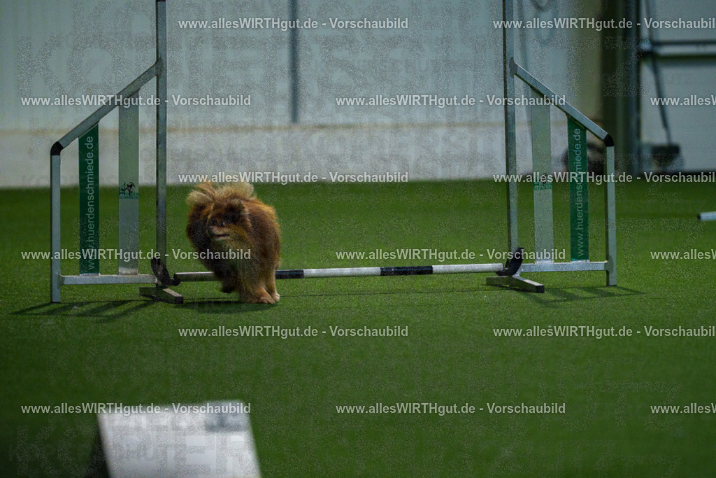 7R506806 | Professionelle Tierfotografie in Mönchengladbach von Daniel Wirth (allesWIRTHgut). Liebevolle & natürliche Bilder von Hunden & Katzen für unvergessliche Erinnerungen.