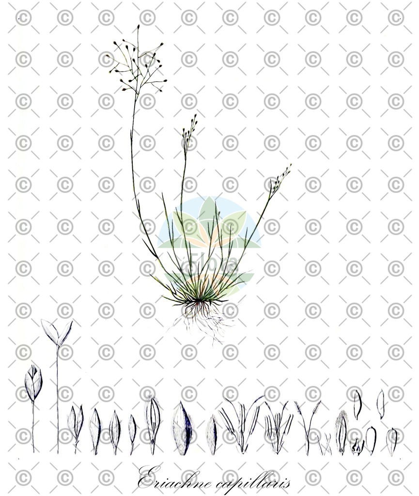 HistAbb_wfo-0000671241_1_ENZY_Simple | Historische Abbildung von Eriachne capillaris - Poaceae | Historical Illustration of Eriachne capillaris - Poaceae