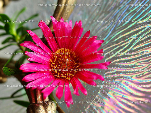 titusgraphy_PB040228-vz | titusgraphy-shop: Geschenkideen mit Qualitätsfotos. titusgraphy-shop: gift ideas with quality photos. titusgraphy-shop: idées cadeaux avec photos de qualité.  - Realisiert mit Pictrs.com