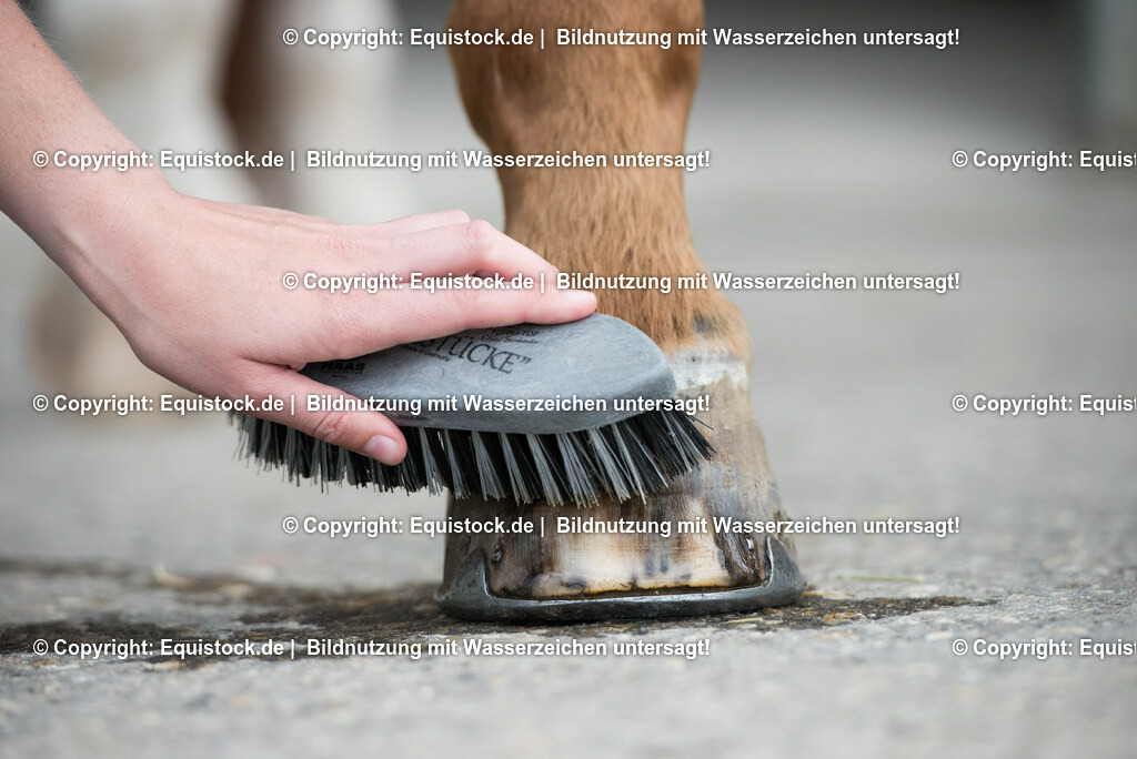 20160626_Hufe_Waschen_0001 | Foto: Thomas Hartig