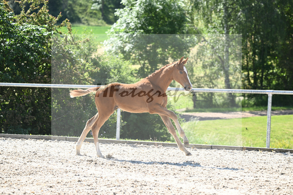 Kat-Nr. 2 SF Forlee_Foth_16230099 | hf-fotografie - Realisiert mit Pictrs.com