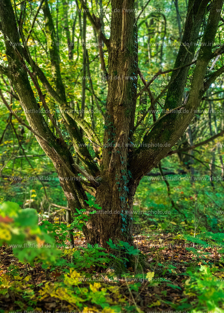 Baumskulptur im Wald | Naturfoto aus dem Ginnheimer Wäldchen (Frankfurt)