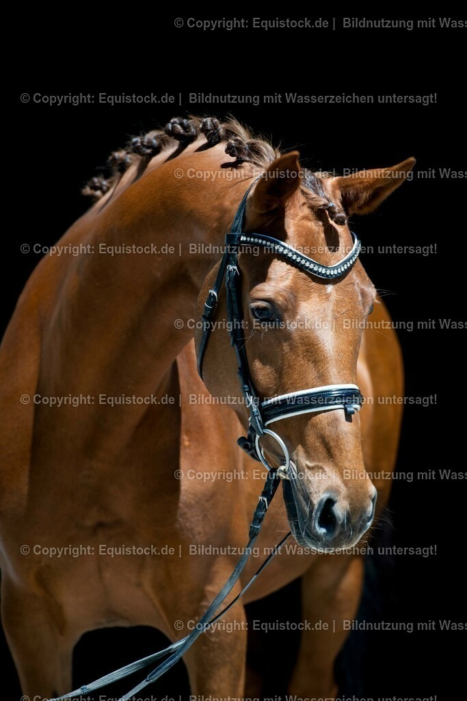 20210531_Warmblut-im-Portrait_0013 | Foto: Thomas Hartig