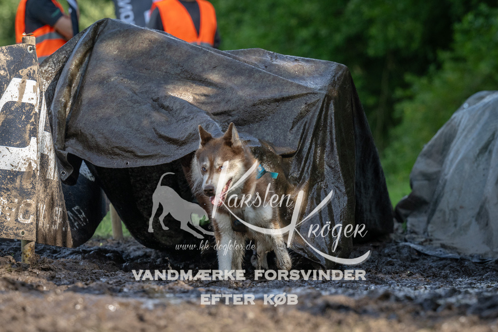 1554_ZZ91968 | kk-dogfotos