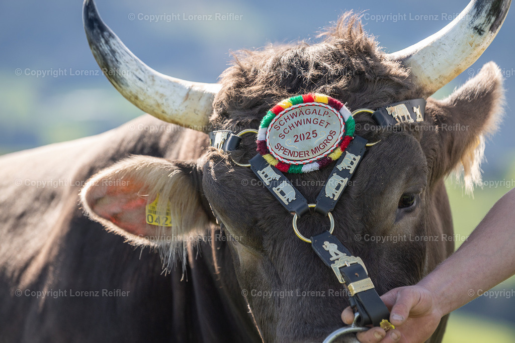 Schwingen -  Lebendpreise Schwägalp 2025 | Schwägalp, 19.4.25, Schwingen - Lebendpreise Schwägalp.