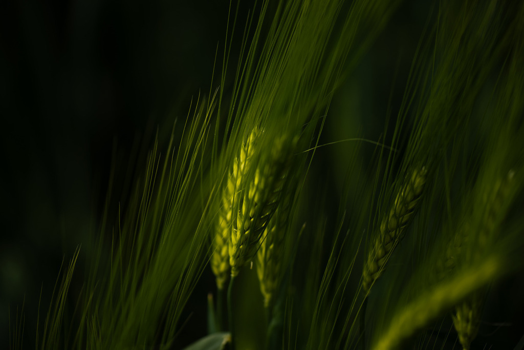 Gerste | Makroaufnahme mit Nikon ZF, AF-S Micro Nikkor 105mm f2.8