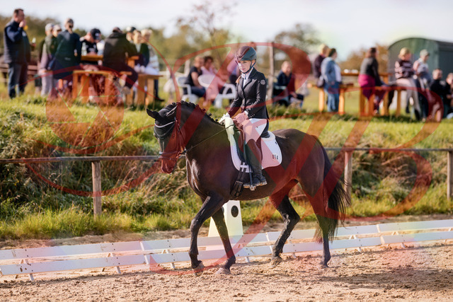 2026_10_03_Siefer-Hof_121334_Z81_13883529 | Professionelle Reitsport-, Turnier- und Eventfotografie von Robert Broda. Galerien mit ausgewählten und bearbeiteten Bildern direkt online ansehen und bestellen.