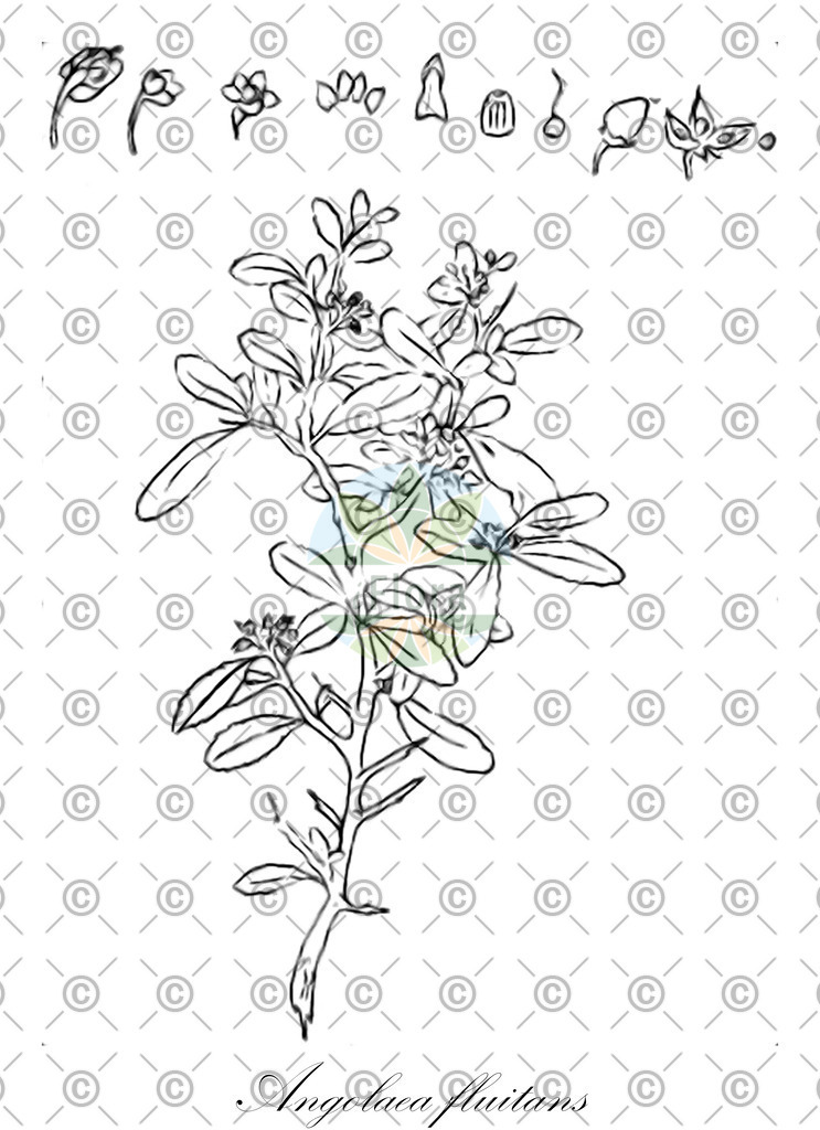 HistAbb_wfo-0000536542_95_ENZY_Simple | Historische Abbildung von Angolaea fluitans - Podostemaceae | Historical Illustration of Angolaea fluitans - Podostemaceae