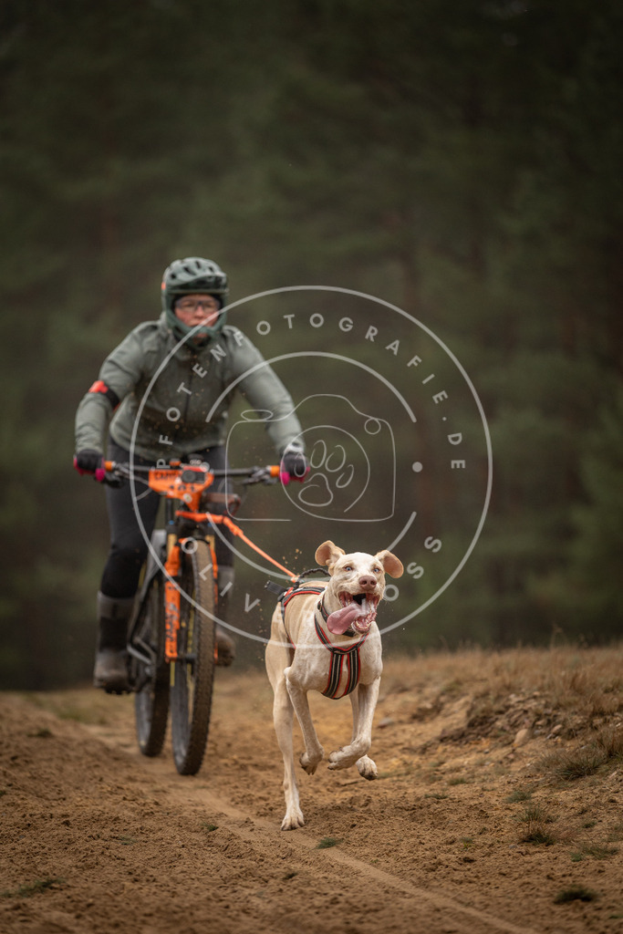 Pfotenfotografie_DV3A3177 | Hundefotografie, Tierfotograf, Pfotenfotografie, Fotoshooting Hund, Hunde Portrait, Hundesport, Hundeportraits, Heideshooting, Hunde, Sportfotograf, Hundefotograf, Turnierhundsport, THS,  - Realisiert mit Pictrs.com