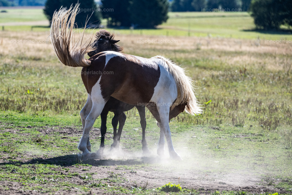 kämpfende Islandhengste | Ingo Gerlach