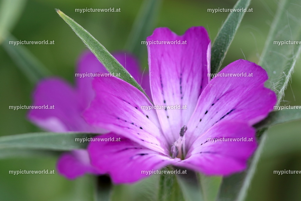 Kornrade-008 | Das Bilderarchiv über Tiere, Planzen und Landschaften. In der Bilddatenbank finden Sie ein große Auswahl an hochwertigen Bilder für Ihre Werbung - Realisiert mit Pictrs.com