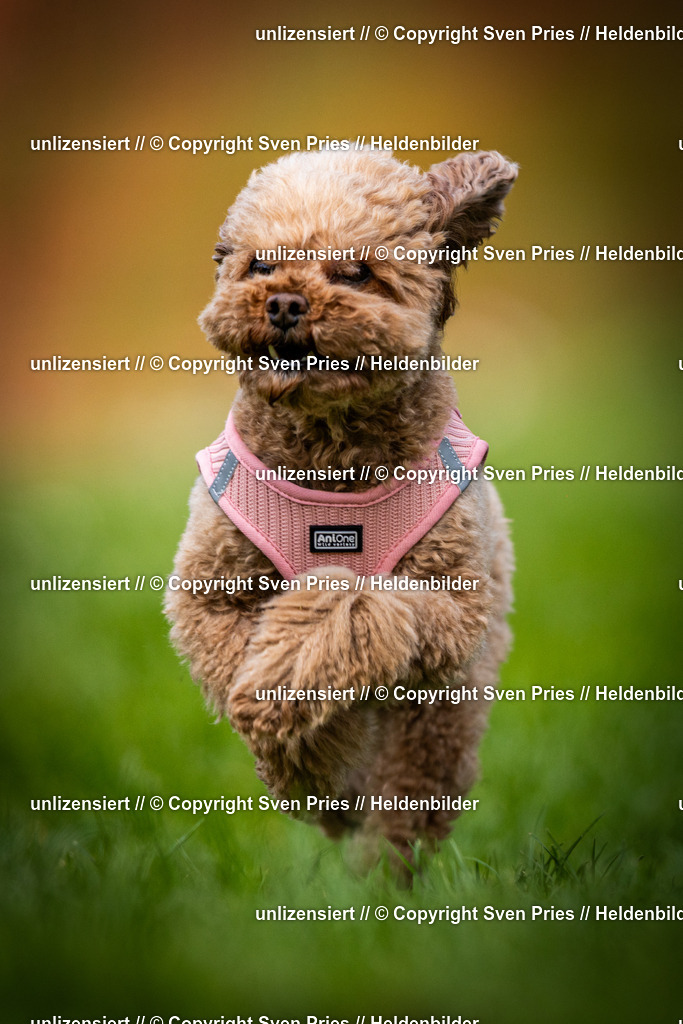 Sven Pries | 2025-04-13 - Hunderennen Baden-Baden - Realisiert mit Pictrs.com