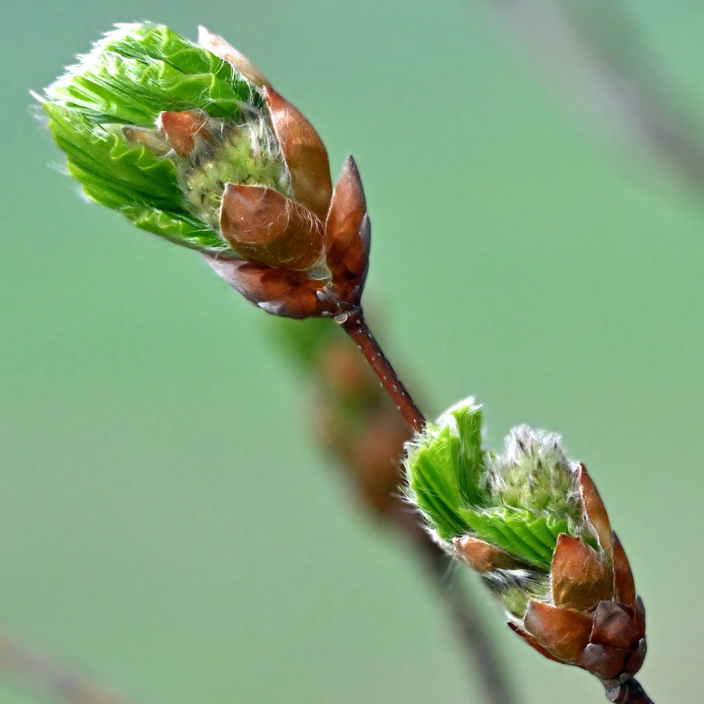 Buchenknospe02q - Kopie | lucisnaturbilder - Realisiert mit Pictrs.com