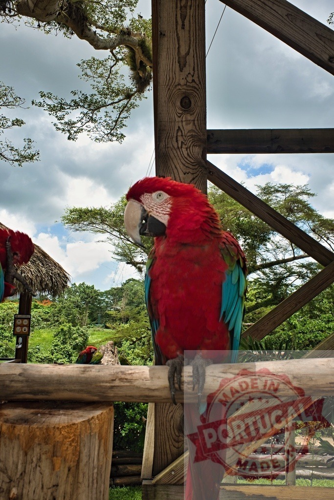 Scarlet macaw bird perching on a wooden railing | Scarlet macaw sitting on a wooden perch with lush tropical greenery in the background - Realisiert mit Pictrs.com