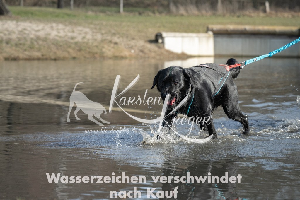 1300_ZZ93623 | kk-dogfotos