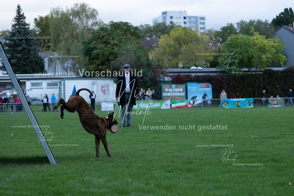 _16A4482 | Einzigartige Fotos von Hunden & Menschen –Actionfotos, Portraits, Vereinsaufnahmen & Paarshootings – authentisch, lebendig & mit Herz.