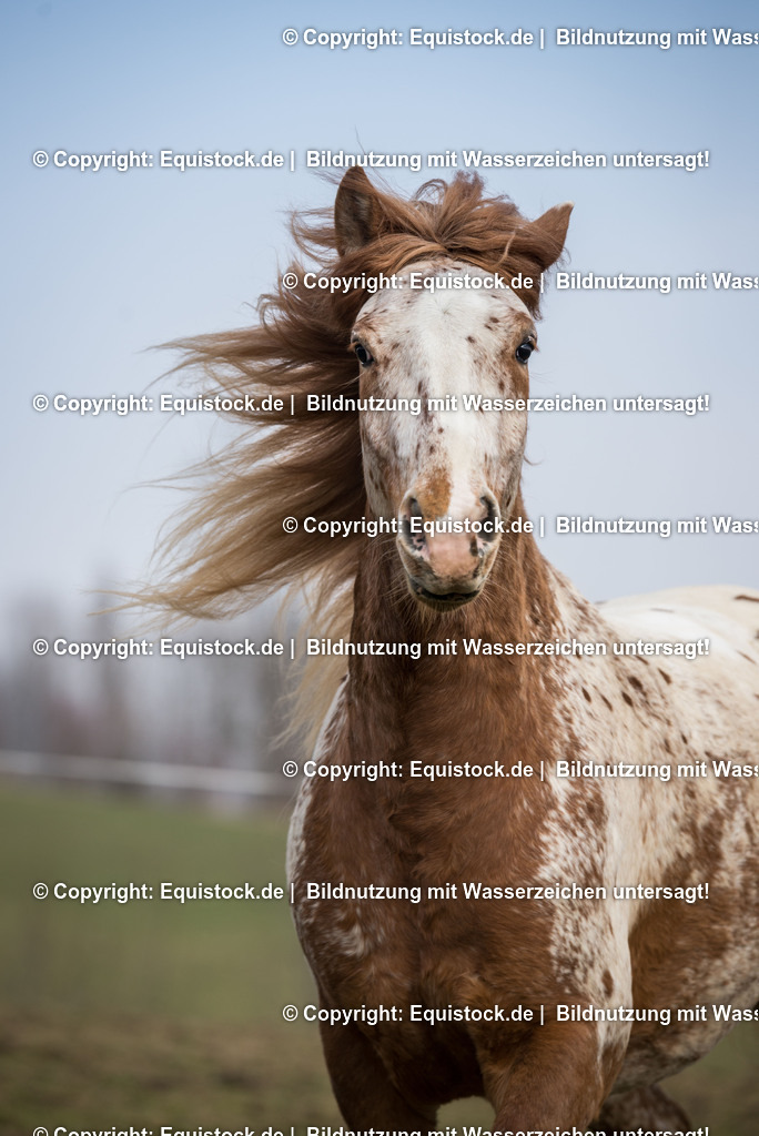 20150315_TOMsPiC_0061 | equistock
