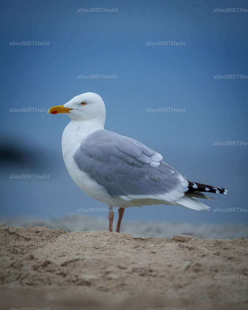 allesWIRTHwild.de - 7IV02082 | Entdecke die faszinierende Welt der Natur- und Wildlife-Fotografie von Daniel und Bärbel. Inspirierende Bilder von wilden Tieren und kleinen Naturwundern.