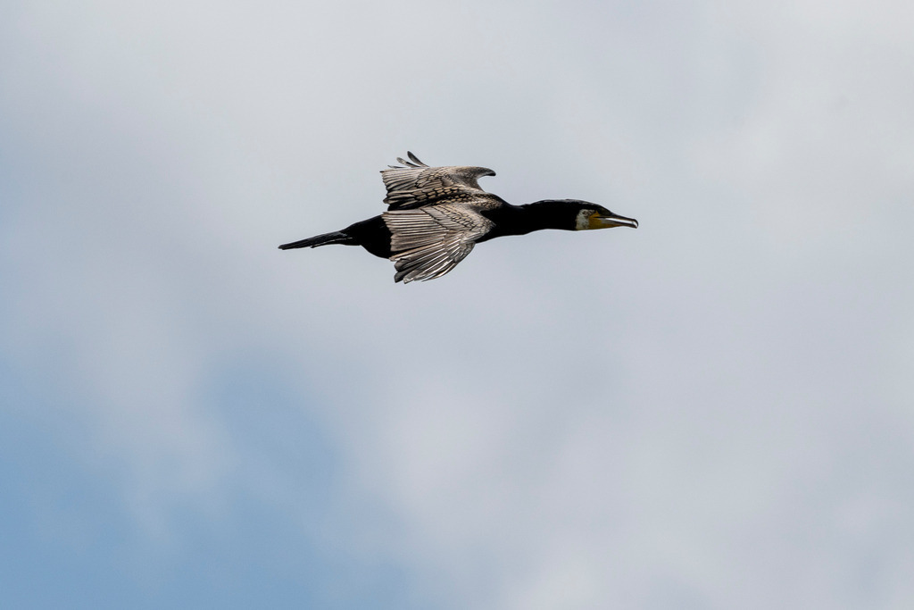 260609_Texel_0575_mr | Entdecke exklusive Fotografie im muebri Shop: Stimmungsvolle Motive  Naturaufnahmen und mehr. Jetzt hochwertige Wandbilder und Fotoabzüge online kaufen! - Realisiert mit Pictrs.com