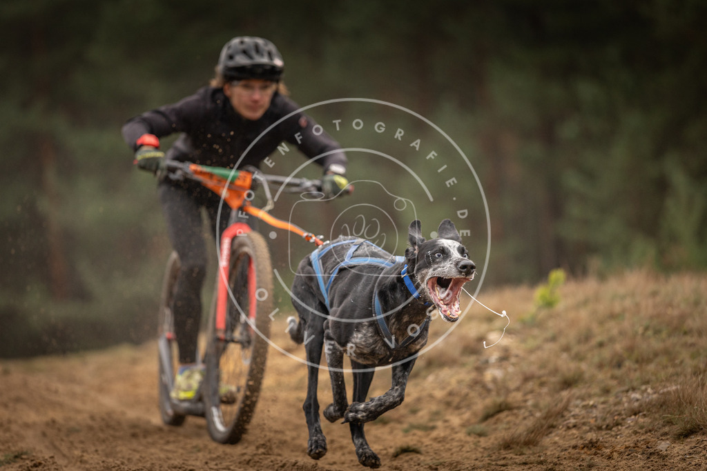 Pfotenfotografie_DV3A4544 | Hundefotografie, Tierfotograf, Pfotenfotografie, Fotoshooting Hund, Hunde Portrait, Hundesport, Hundeportraits, Heideshooting, Hunde, Sportfotograf, Hundefotograf, Turnierhundsport, THS,  - Realisiert mit Pictrs.com