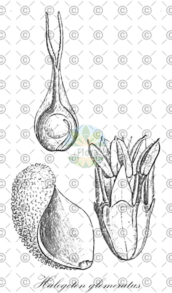 HistAbb_wfo-0000434547_1_ENZY_Simple | Historische Abbildung von Halogeton glomeratus - Amaranthaceae | Historical Illustration of Halogeton glomeratus - Amaranthaceae