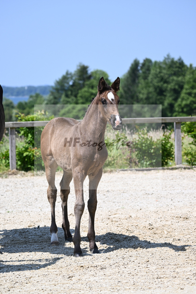 Kat-Nr. 11 SF Esperanto_Buehler_15230231 | hf-fotografie - Realizzato con Pictrs.com