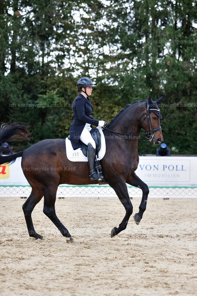 10-193-ST.GEORG SPECIAL -StoibPH-3247 | working equitationturnier fotograf videograf stoibphotography marixx film working equitation deutschland reitsport turnierfotografie eventfotografie equestrian events
