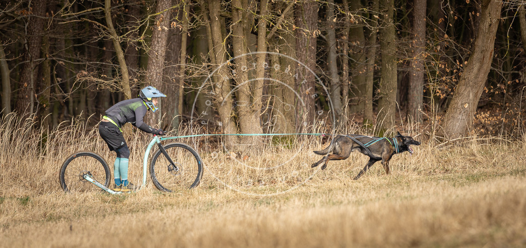DV3A4772 | Hundefotografie, Tierfotograf, Pfotenfotografie, Fotoshooting Hund, Hunde Portrait, Hundesport, Hundeportraits, Heideshooting, Hunde, Sportfotograf, Hundefotograf, Turnierhundsport, THS,  - Realisiert mit Pictrs.com