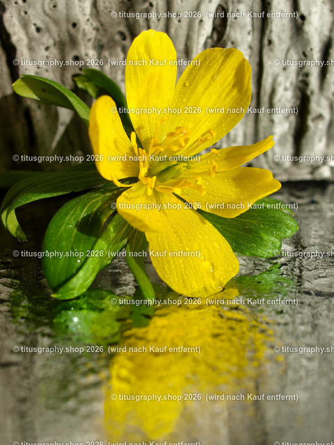 titusgraphy_P3034788-vz-ln - Kopie | titusgraphy-shop: Geschenkideen mit Qualitätsfotos. titusgraphy-shop: gift ideas with quality photos. titusgraphy-shop: idées cadeaux avec photos de qualité.  - Realisiert mit Pictrs.com