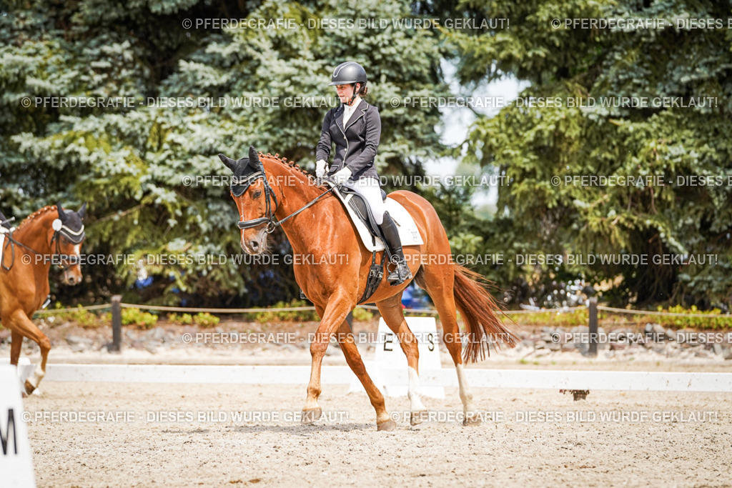 DSC03910 | Pferdegrafie