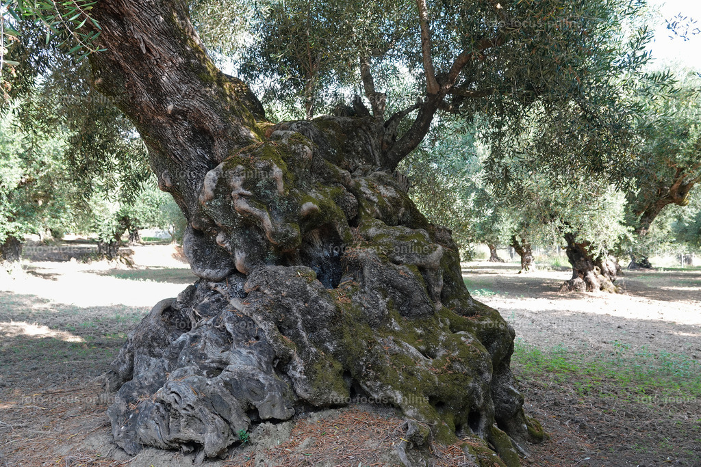 Stories of the Ancient Olive Trees | Ancient Olive Trees