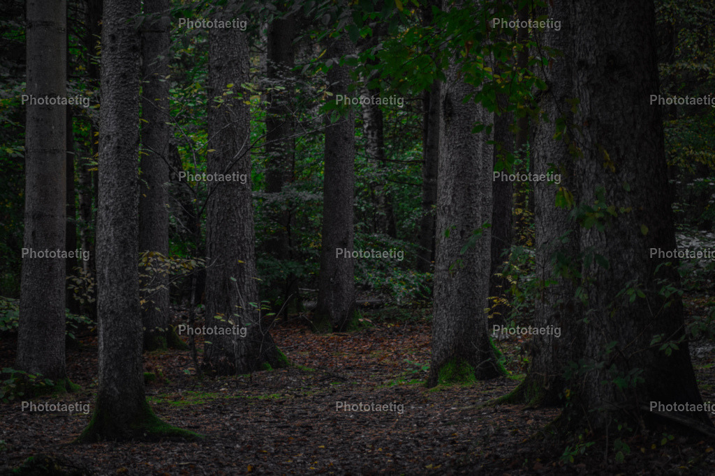 IMG_3885 | phototaetig